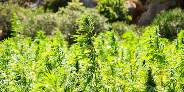 Hemp drying ovens